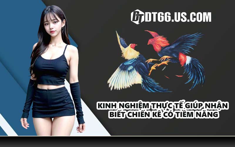 Kinh nghiệm thực tế giúp nhận biết chiến kê có tiềm năng