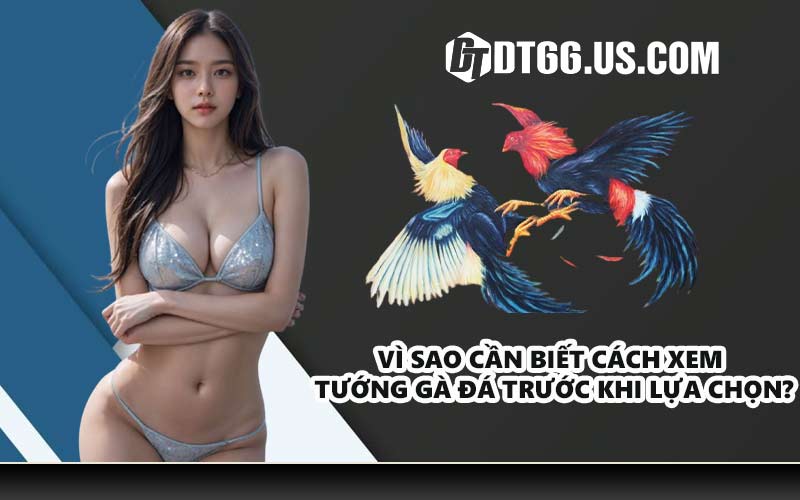 Vì sao cần biết cách xem tướng gà đá trước khi lựa chọn?
